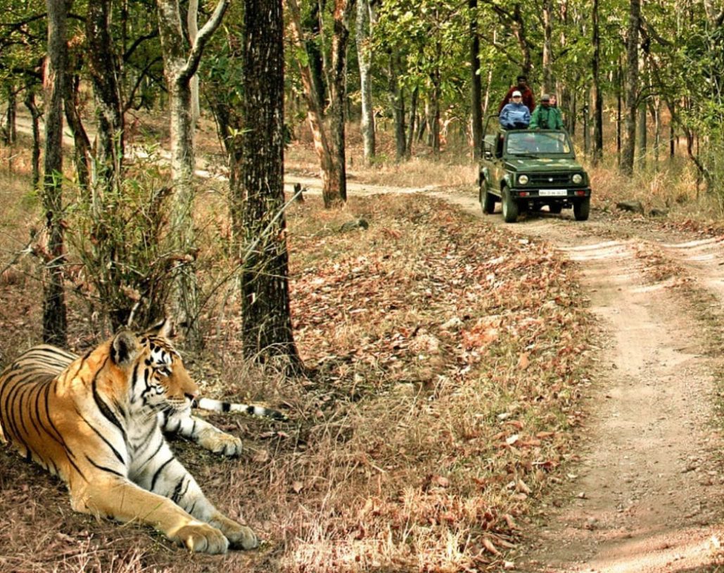 bandhavgarh(1) (1) (1) (1)